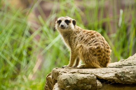 Meerkat standing on the rock for lookoutの写真素材
