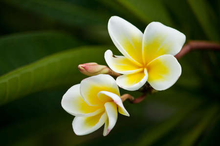 White frangipani blossom on its branchの写真素材