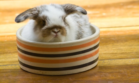Very young rabbit in the ceramic potの写真素材