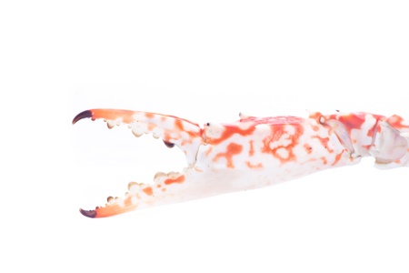 Fresh Boiled  Crab o n white backgroundの写真素材