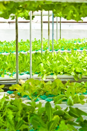 Hydroponic vegetables farmの写真素材