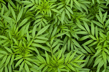 Green leaf  texture backgroundの写真素材