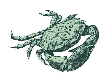 crab cancer handdrawn illustrations vintage style underwaterの写真素材