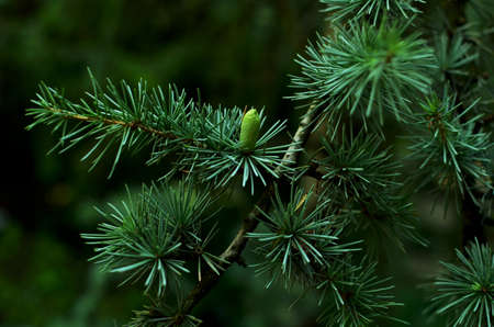 Young branch of cedar with  cones close-upの写真素材