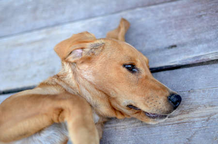 cute redhead stray dog lying on wooden floorの写真素材