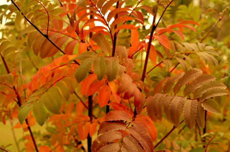 Colorful autumn leaves on tree outdoors, close-up viewの写真素材