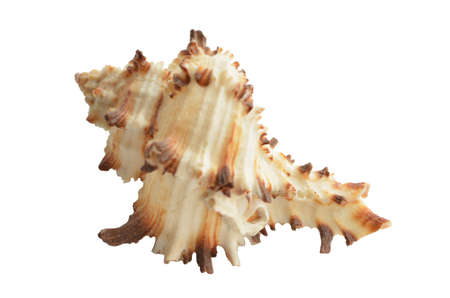 Sea shell isolated on white backgroundの写真素材