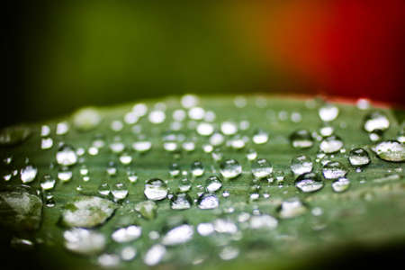 dew on a leafの写真素材
