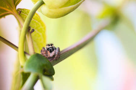 spider on a branch