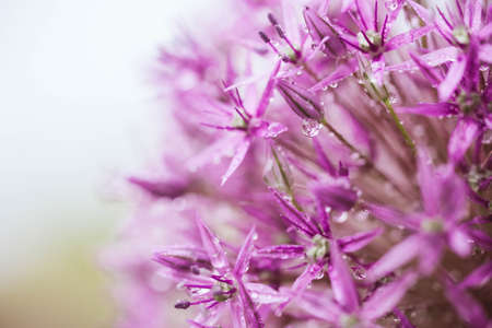 Purple Onion Flowerの写真素材