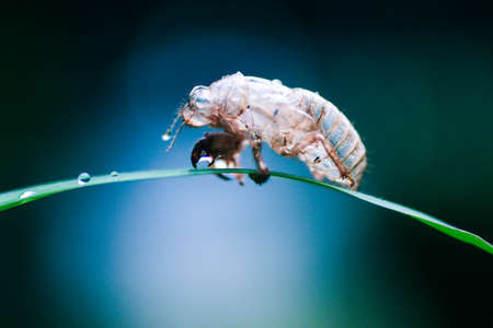 The beetle sits on a branch.の写真素材