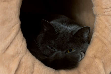 British domestic cat portrait angry evil eyes looking at cameraの写真素材