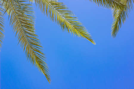 tropic south summer time natural wallpaper pattern of palm leaves on blue sky background, empty copy space for your text hereの写真素材