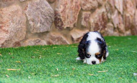 King Charles Cavalier puppy cute sad looking at camera pet animal portrait back yard space with green grassの写真素材