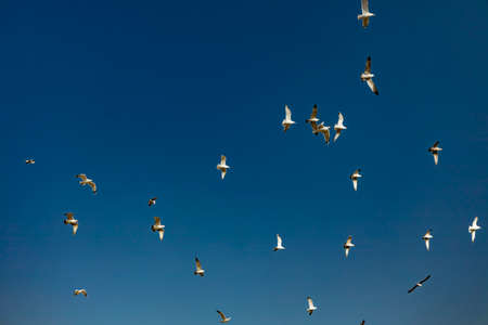 migration activity of flying birds on blue sky backgroundの写真素材