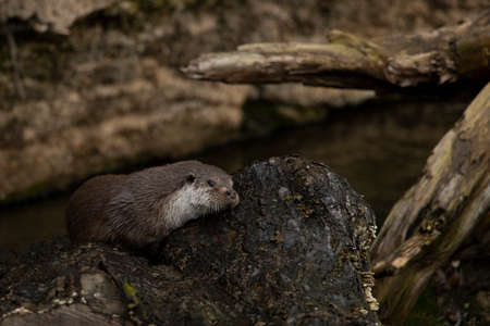animal theme photography otter fight in waterの写真素材