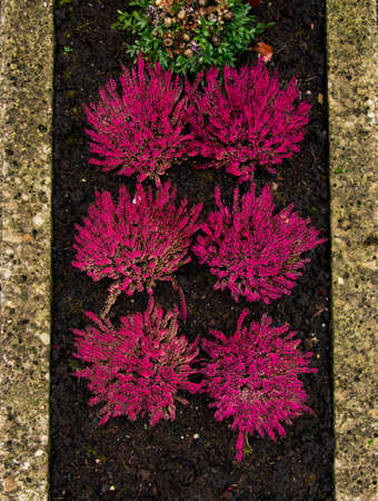purple flower bed symmetry vertical picture garden wallpaper pattern background picture of spring timeの写真素材