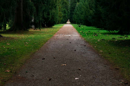 park alley trail for walking and promenade morning freshness nature of spring time season with green...