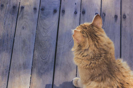 animal shelter concept of homeless long hair cat on street funny foreshortening from above with wooden deck floor background and empty copy space for your textの写真素材