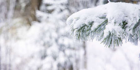 winter tine pine tree needle branch under snow forest landscape wallpaper landscape picture with blurred unfocused background spaceの写真素材