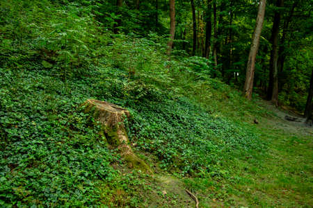 forest green foliage and tree stump summer time nature environment spaceの写真素材