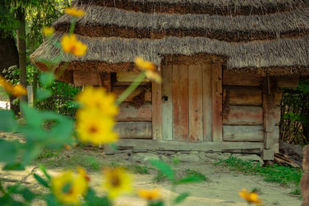 rural wooden house folk architecture in Ukrainian village spring time season with yellow flower unfocused foregroundの写真素材