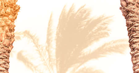 palm shadow silhouette in bright white concrete wall background in two trees trunk frameの写真素材