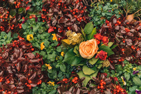 colorful flower bed garden scenic background rainy spring time weather with water drops on leaves nature photographyの写真素材