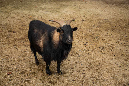 highland goat adorable photogenic smiling animal photographyの写真素材