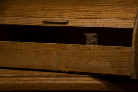 mouse in the breadbox dirty ghetto home interior object view twilight lighting from candle lightの写真素材
