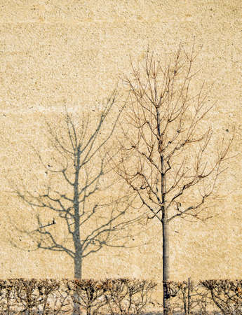 dry bare lonely tree shadow on concrete wall textured neutral beige color background empty copy space for your textの写真素材