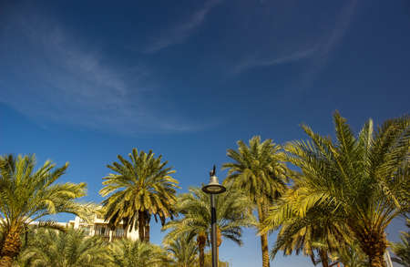 summer time tropic garden palm trees scenery landscape environment with stone hostel apartment building and vivid blue sky background, copy spaceの写真素材