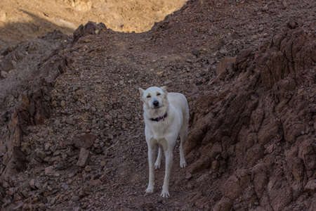 white dog animal portrait looking at camera desert rocky mountains dry scenic