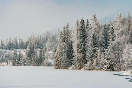 winter time forest landscape frozen lake white snowy surface foreground and pine trees on coast line district highland Slovakian Tatras picturesque national parkの写真素材