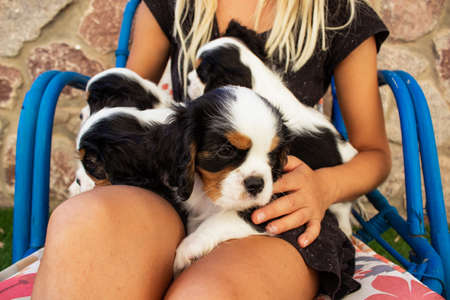 King Charles Spaniel cute puppies on female hands outdoorの写真素材