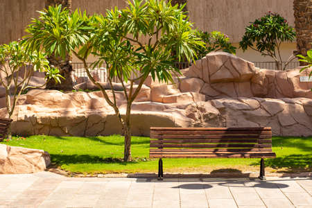 tropic south sunny park wooden bench without people sunny natural summer time area vivid green trees foliage and grass meadow wallpaperの写真素材