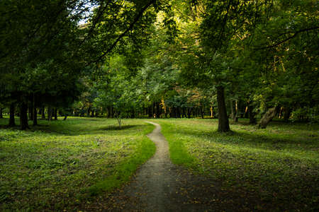 park outdoor green foliage natural outdoor environment with lonely dirt trailの写真素材