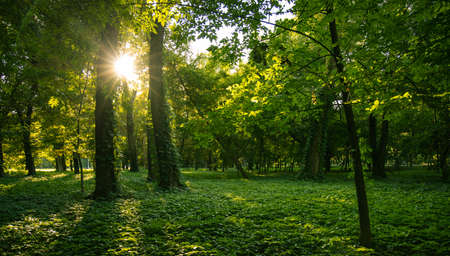 sun rise light through green trees foliage in morning park outdoor peaceful natural environment spaceの写真素材
