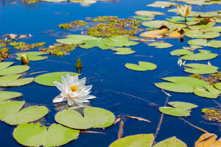 water lily blossom flower green leaves on lake peaceful water surface spring timeの写真素材
