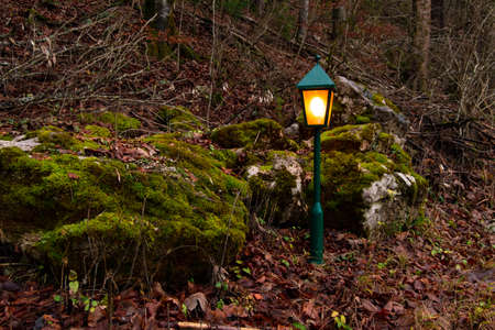 twilight scary fairy tale forest landscape without people and lantern yellow illumination atmosphere outdoor nature environment spaceの写真素材