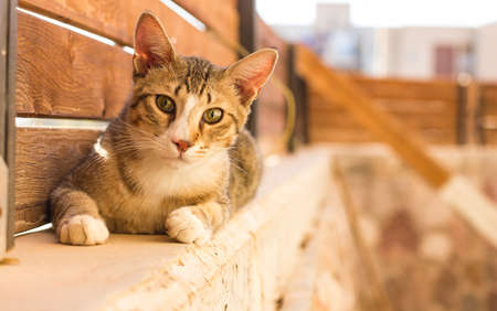 adorable model cat portrait posing and sitting on a back yard fence and looking at camera in bright...