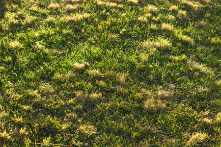 green grass meadow natural simple background textured surfaceの写真素材
