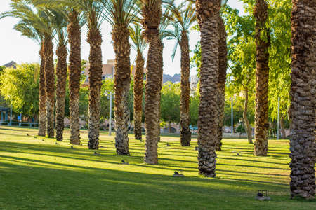 green sunny clean ecology tropic city square palm trees park alley way space for restの写真素材