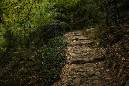 atmospheric European forest scenery landscape natural environment in Germany with curved narrow paved by stone trail between plants under treesの写真素材