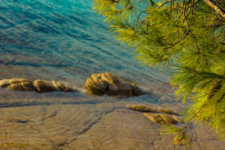 tropic waterfront natural concept photography with cedar tree needle branches and unfocused shallow water and rocky beach colorful background scenic viewの写真素材