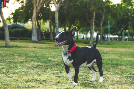 black and white bull terrier dog portrait posing and looking side ways in walking time around park outdoor green spaceの写真素材