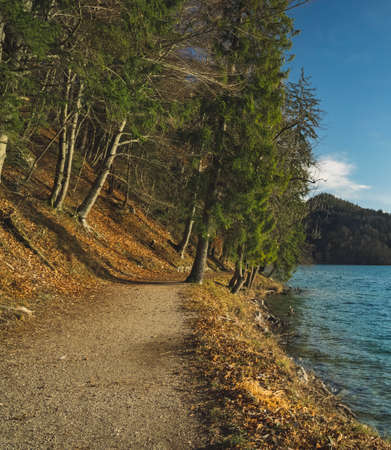 pine forest moody scenery landscape dirt trail along lake peaceful waters coast line beautiful atmospheric place for walkingの写真素材