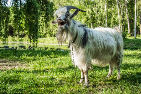 White goat close portrait in green nature environment park outdoorの写真素材