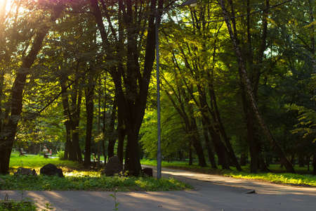 natural forest scenery landscape with park outdoor environment with ground small trail between trees and brown falling leaves, fresh morning sunの写真素材