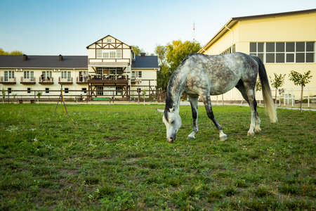 grazes horse farming animal photography in south west region ranch country side landmark scenery environment spaceの写真素材